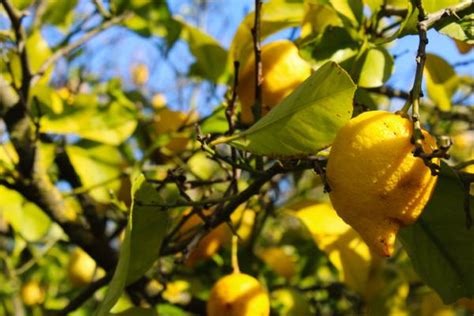 hojas amarillas del limonero|Hojas amarillas en el limonero: causas y cómo salvarlo